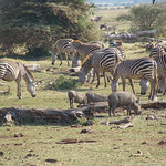 Lake Manyara National Park - 4