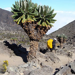 Going down to Barranco Camp - 7.5 hrs