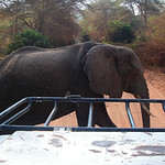 Lake Manyara National Park - 1