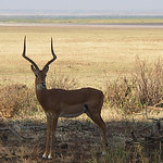 Lake Manyara National Park - 2