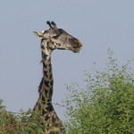 Lake Manyara National Park - 3