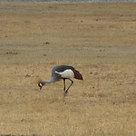 Ngorongoro crater conservation area - 1