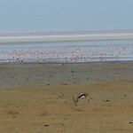 Ngorongoro crater conservation area - 2