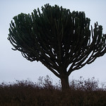Interesting tree-cactus