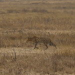 Ngorongoro crater conservation area - 3