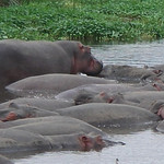 Ngorongoro crater conservation area - 4
