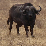 Ngorongoro crater conservation area - 5