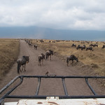 Ngorongoro crater conservation area - 7