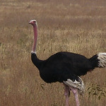 Ngorongoro crater conservation area - 6