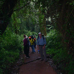 Rain forest: 1800 - 2800 m.
More than 1,000 plant species are endemic.
Huge variety of birds & monkeys