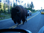 Yellowstone's king - buffalo.