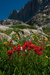 Amazing Indian Paintbrush (red flower).